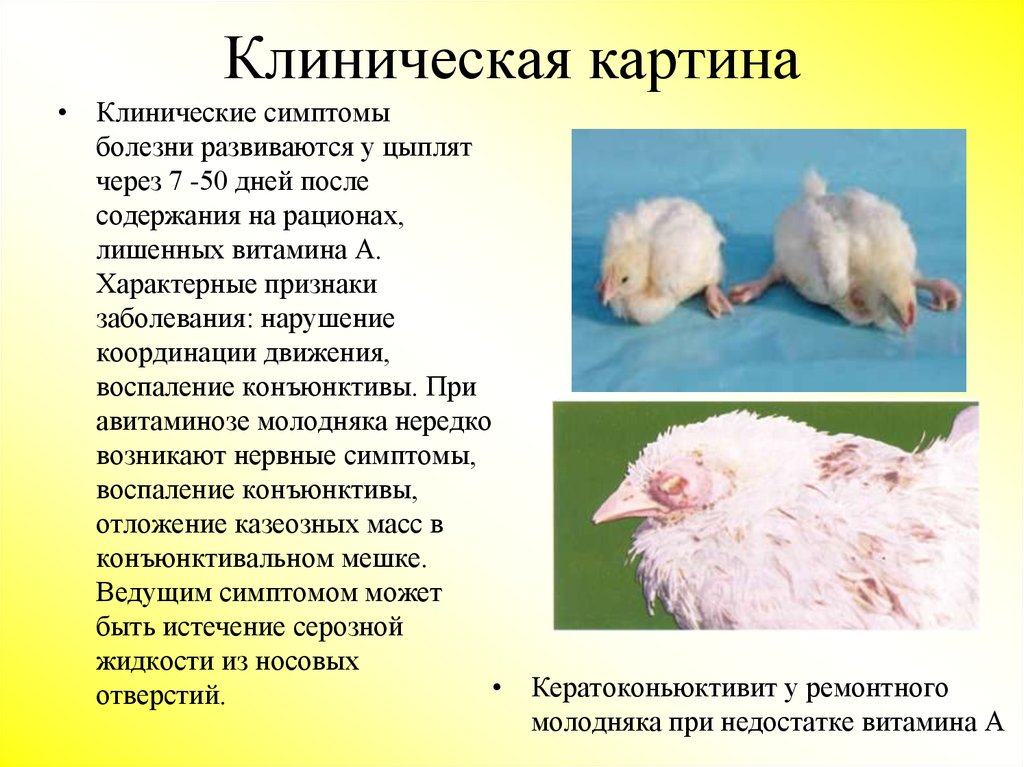 Лечение бройлера. Недостаток витамина в у цыплят. Болезни сельскохозяйственных птиц.