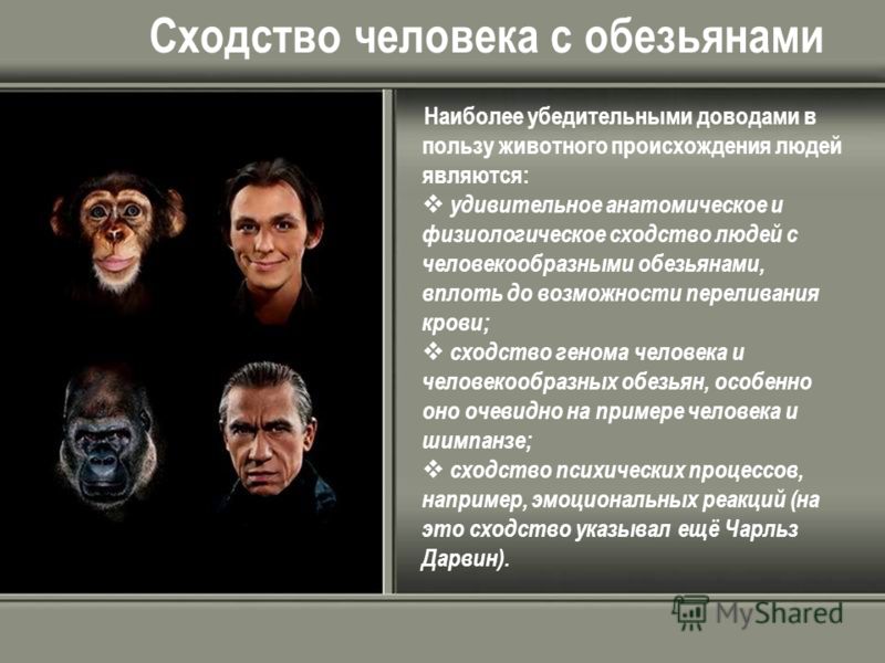 Сходства человека и обезьяны таблица. Сходство человека и обезьяны. Сходство человека с приматами.