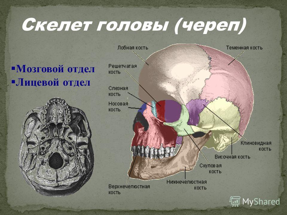 Лобная отдел скелета. Кости черепа теменная кость анатомия. Решетчатая кость головы. Кости мозгового черепа лобная кость. Строение костей черепной коробки.