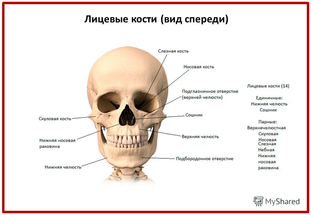 Назови кости черепа. Кости образующие лицевой отдел черепа. Кости лицевого отдела черепа кратко. Перечислите кости лицевого отдела черепа. Строение костей лицевого черепа.
