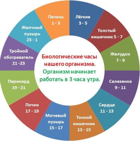 Биологические часы организма человека