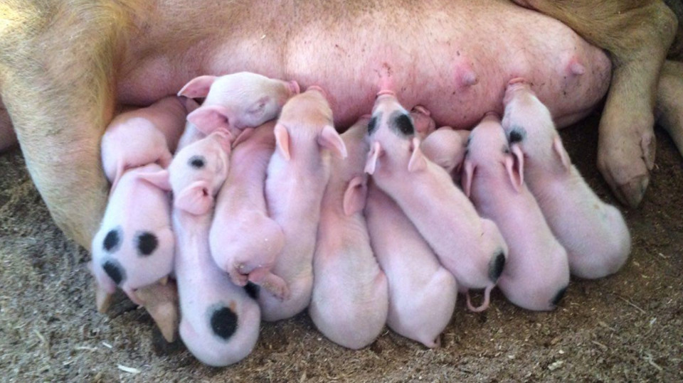 К чему снятся маленькие свиньи. Новорожденные поросята. Маленькие поросята много. Маленькие поросята 1,5 месяца.