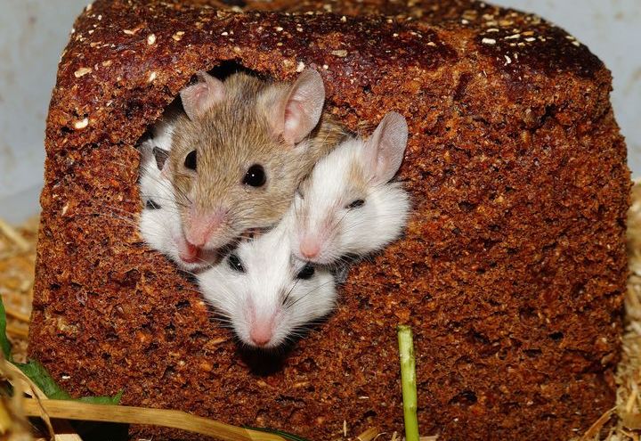 Крысята в хлебе