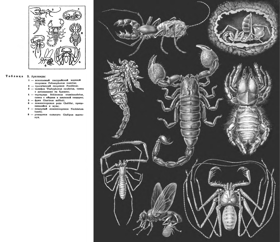 Отряд Ложноскорпионы (Pseudоscorpiones или Chelonethi)