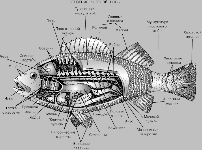 СТРОЕНИЕ КОСТНОЙ РЫБЫ