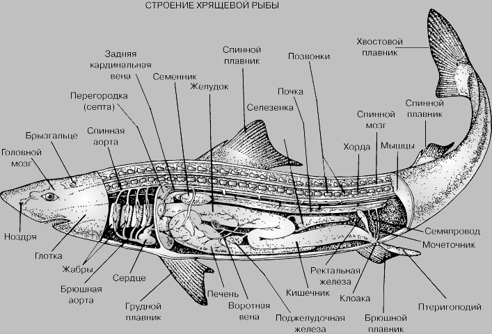 СТРОЕНИЕ ХРЯЩЕВОЙ РЫБЫ