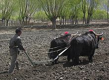Yaks still provide the best way to plow fields in Tibet.jpg