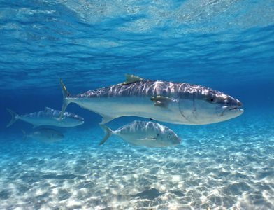 Морская рыба в воде по соннику