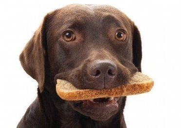 Заговор на собаку и хлеб