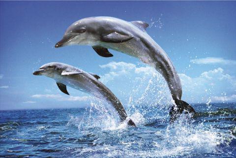 джон лилли мышление дельфина