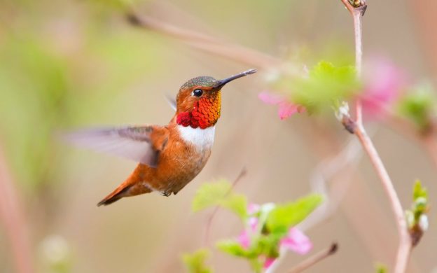 Красно-оранжевая колибри