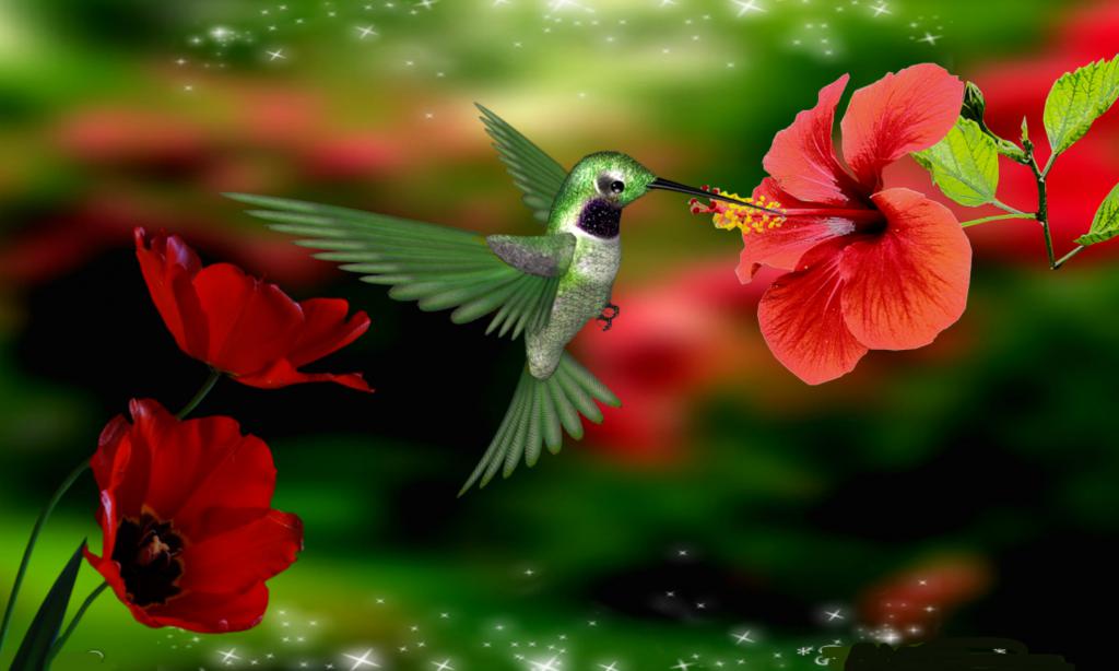 Гость сновидений, птичка колибри