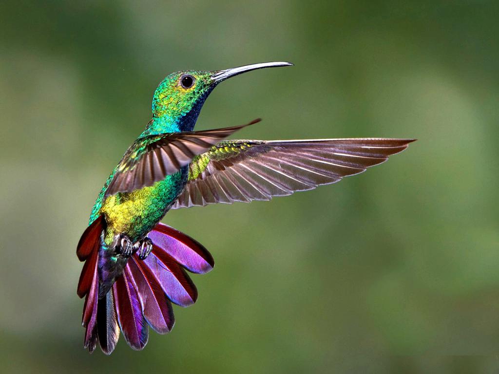 Яркая окраска колибри