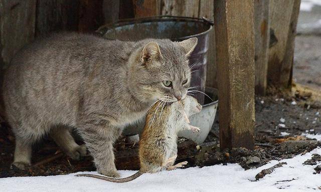 Кошка поймала крысу