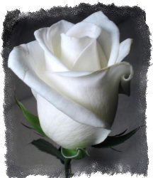 можно ли дарить белые розы