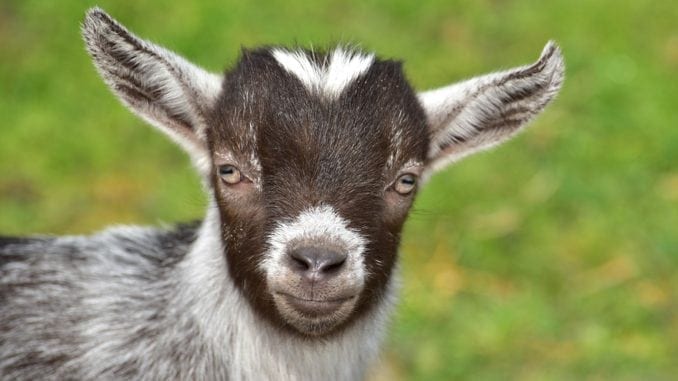 cute goat representing capricorn
