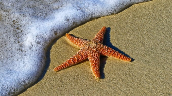 starfish in your dreams