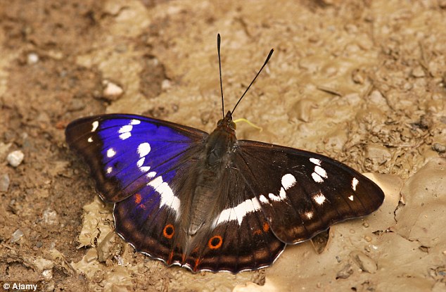 Natural beauty: Purple Emperor butterflies, pictured, have started arriving early after Britain experienced warmer than average temperatures for seven months in a row. Autumn could soon be upon us (file photo)