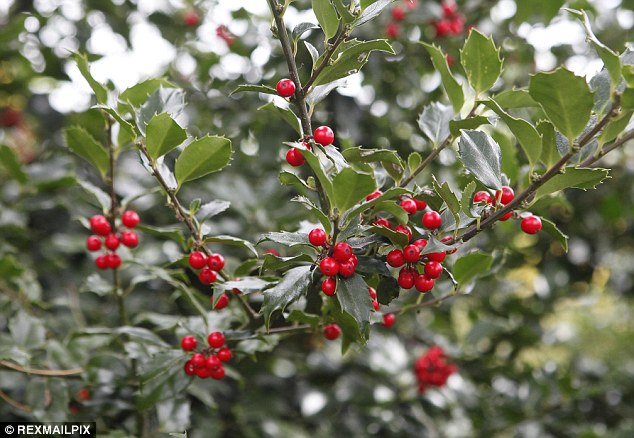 Autumn: Scientists say holly berries are ripening, despite being associated with Christmas (file photo)