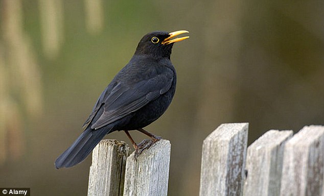 Falling silent: Blackbirds have already stopped singing earlier than usual, say the experts (file photo)