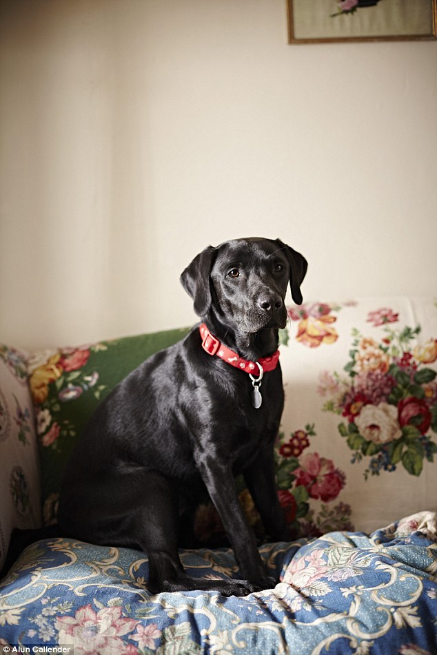 Muddy footprints welcome: Bramble makes herself at home on the upcycled sofa.