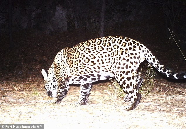 Spotted: A camera belonging to Fort Huachuca Army installation has captured what is likely the second wild jaguar to be spotted in the US in recent years