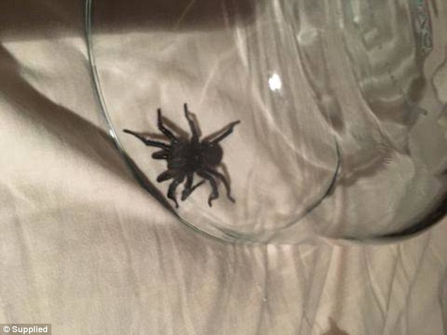The funnel web spider that bit a NSW woman, sending her to hospital for several days