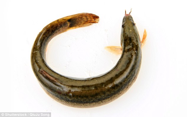 Pond loaches are claimed to have high-value nutrients and are often seen in Chinese dishes