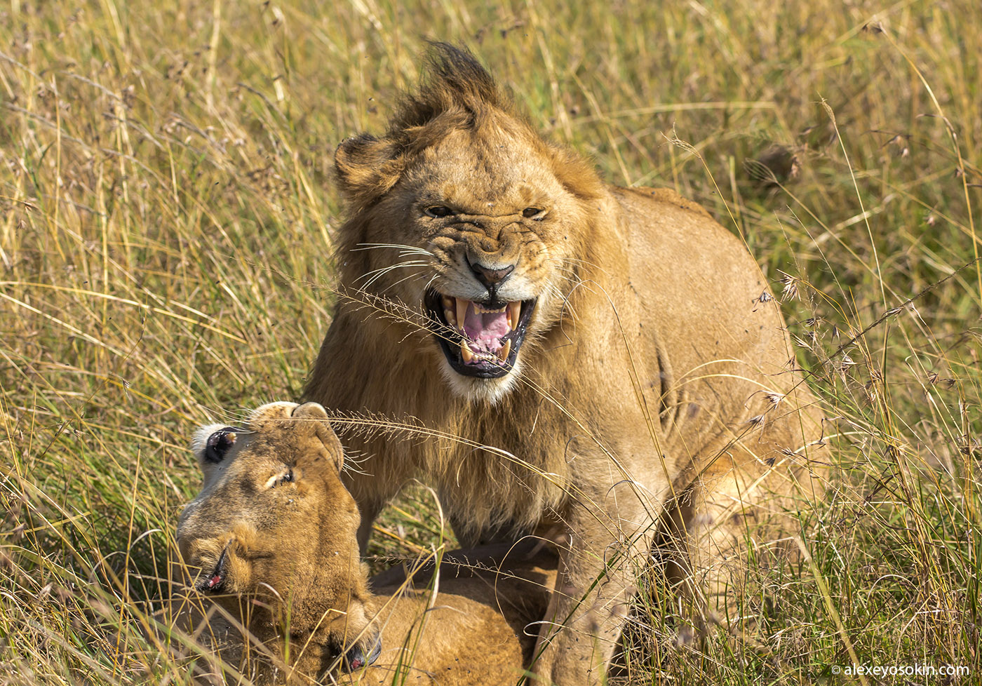 kenya_aug.2015-5_ao.jpg