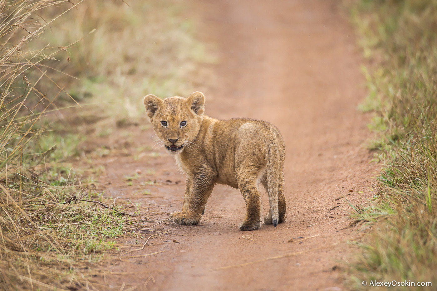 kenya-lions-2-ao, aug.2015-9.jpg