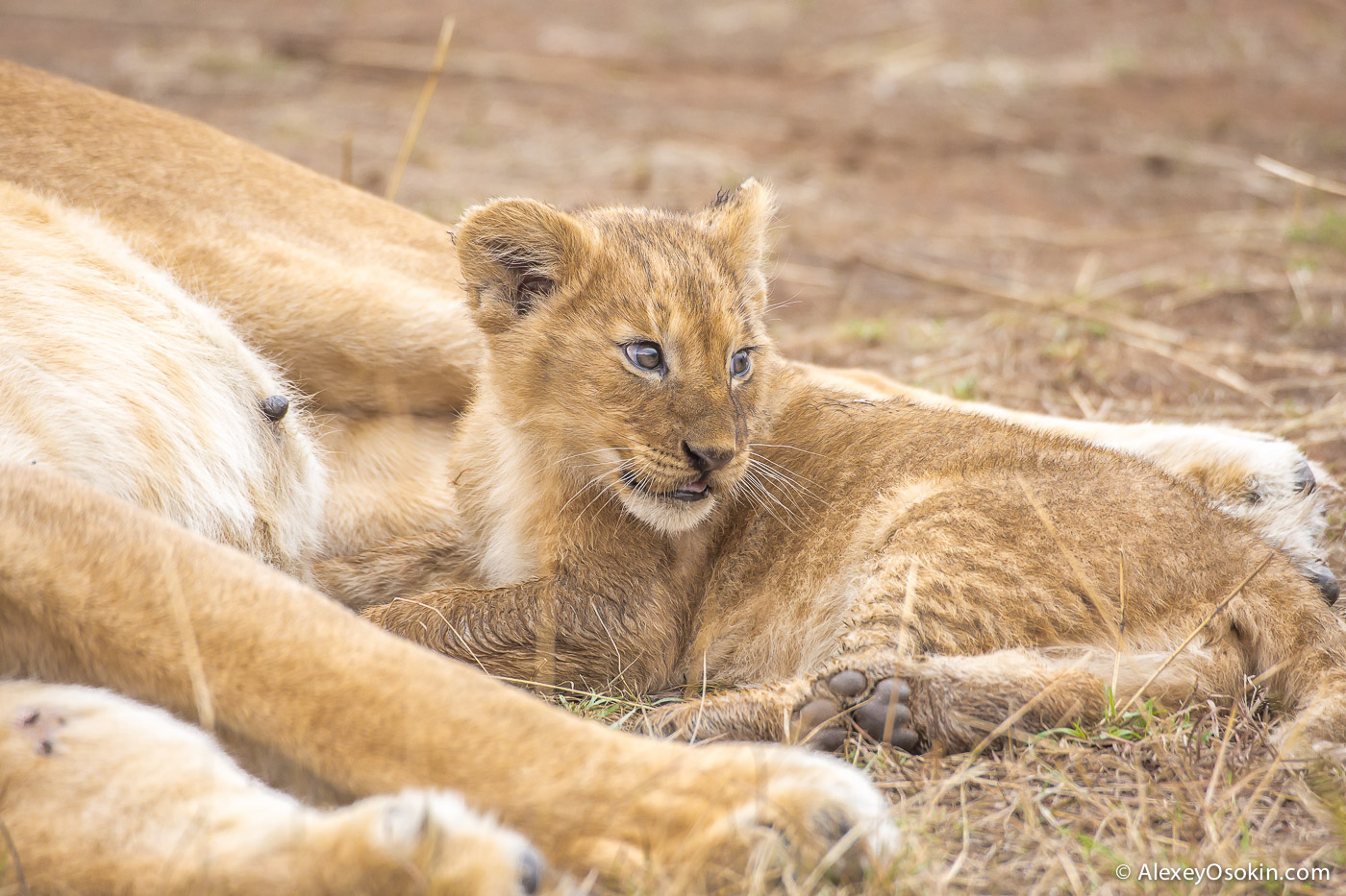 kenya-lions-2-ao, aug.2015-19.jpg