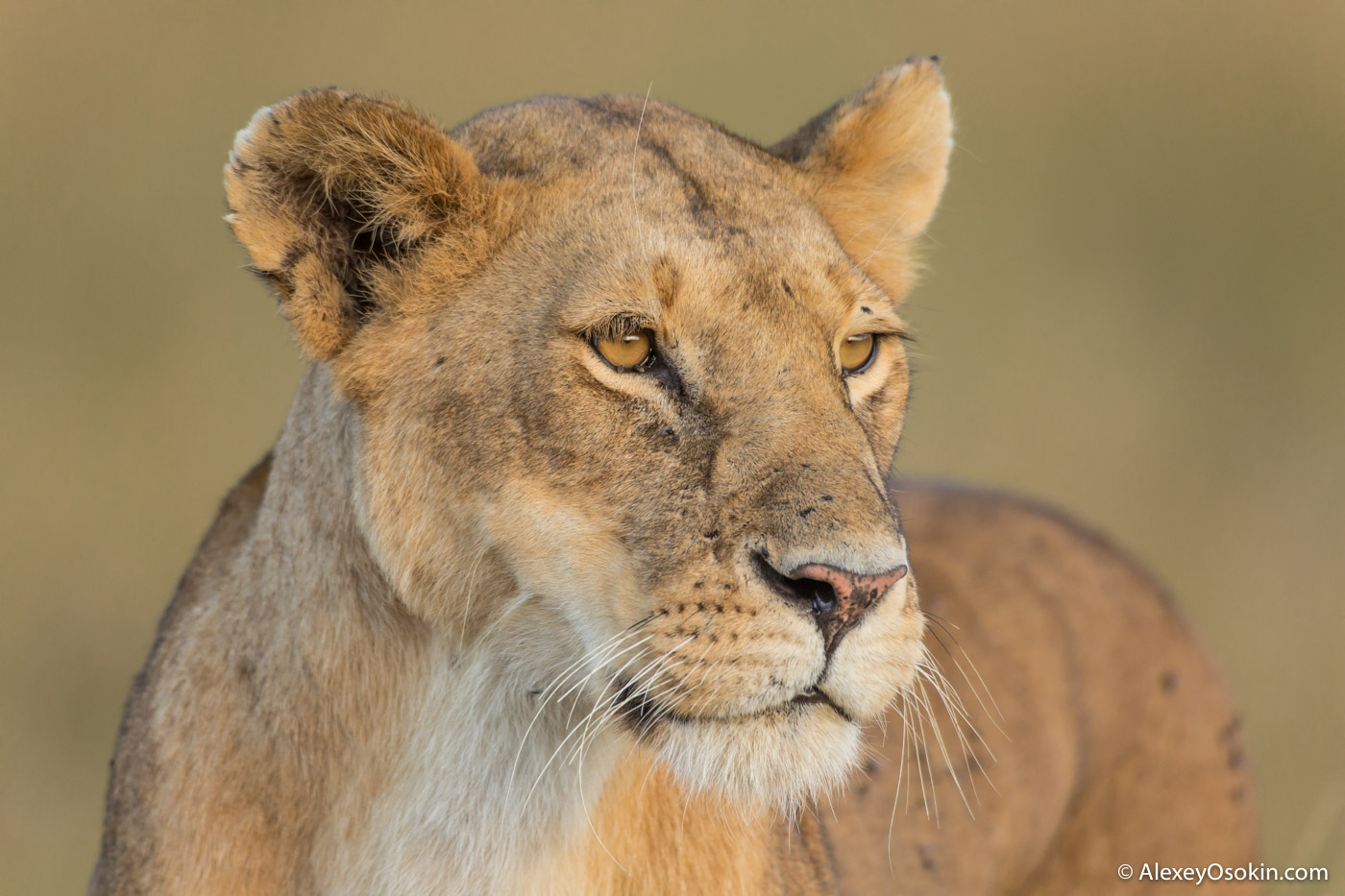 Lions2__kenya, mar.2016_ao-8.jpg