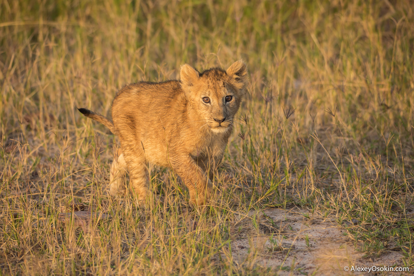 lion-cubs-03-2016-ao-4.jpg