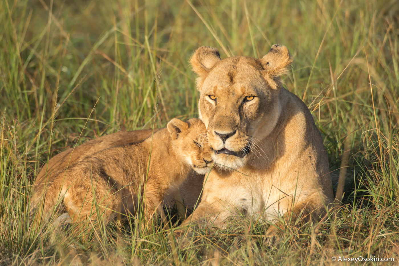 lion-cubs-03-2016-p2-ao-2.jpg