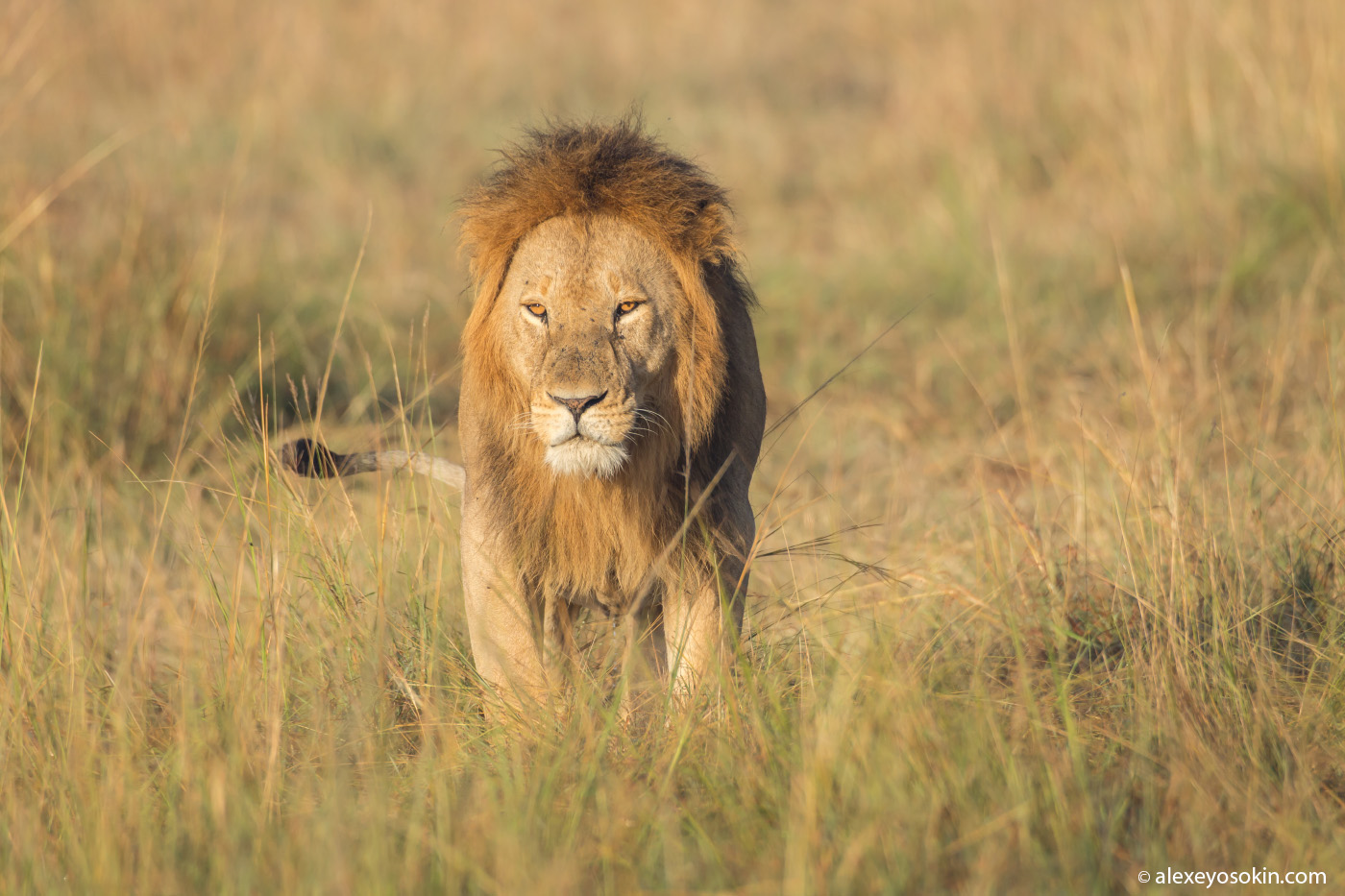 kenya-predators-ao, aug.2015-10.jpg