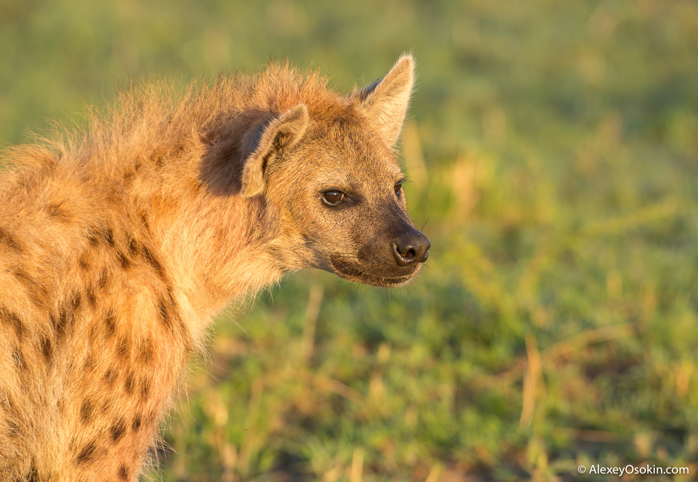 hyena_new_oct.2015_ao-10.jpg