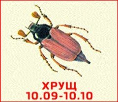 хрущ