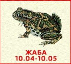 жаба