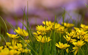 Желтые полевые цветы - яркие и привлекательные
