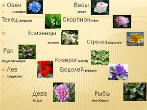 Гороскоп на май по цветам