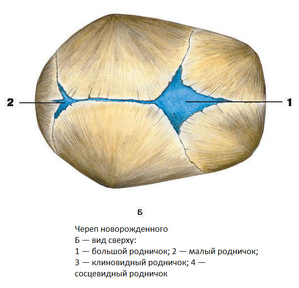 Роднички у новорожденного