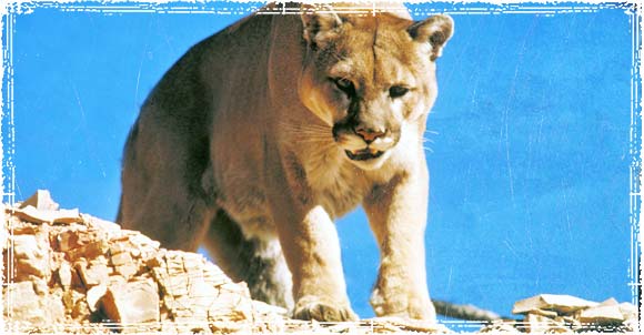 Mountain Lion