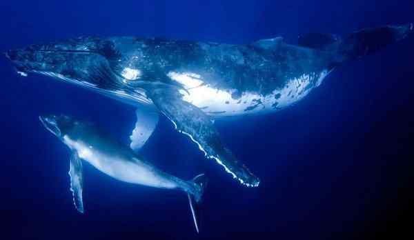 Приснился большой кит