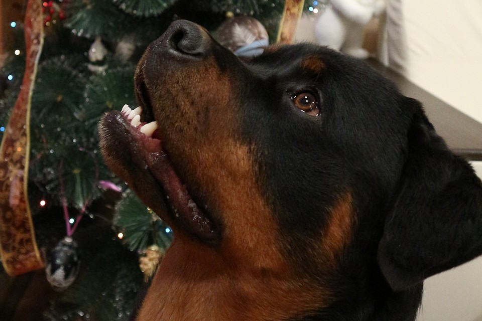 Собака обязательно принесет в ваш дом счастье в Новом году! Фото: Наталья ТАРАСОВА