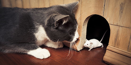к чему снятся мыши в доме