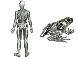 Скелеты человека и лягушки имеют сходные черты, характерные для всех позвоночных животных
