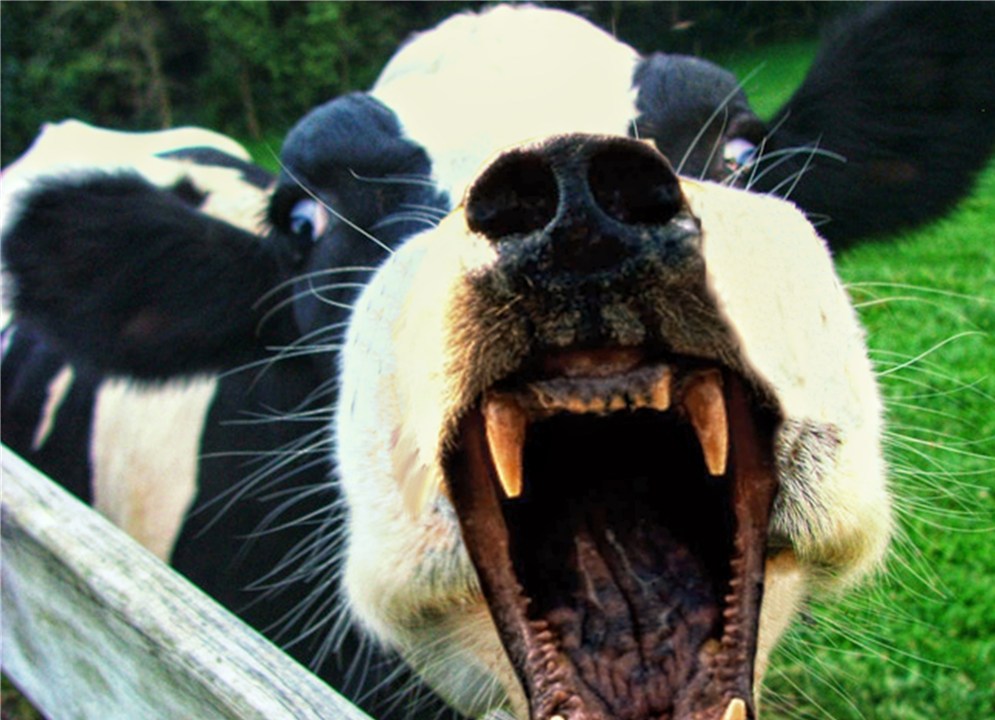 Зубастая корова