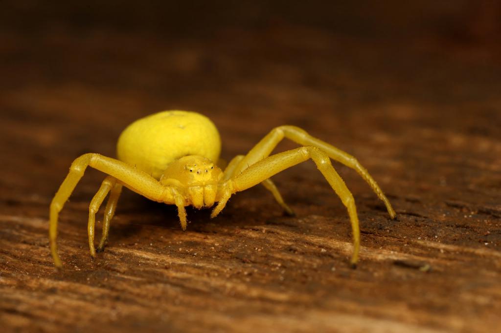 желтый паук