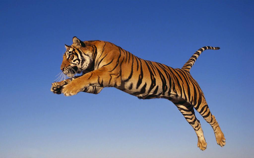 К чему снится 😴 Тигр во сне — по 90 сонникам! Если видишь во сне Тигр что значит?