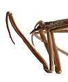 Nepa rubra2 rotated.jpg